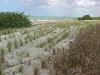 babyseaoats.jpg (69459 bytes)
