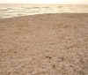 blind_pass_shells7338_web.jpg (113352 bytes)