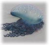beach hazards icon.jpg