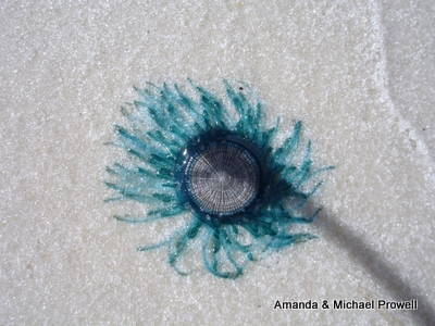 blue button jellyfish | Porpita porpita