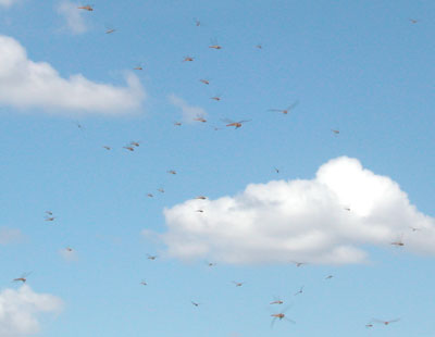 a swarm of dragonflies