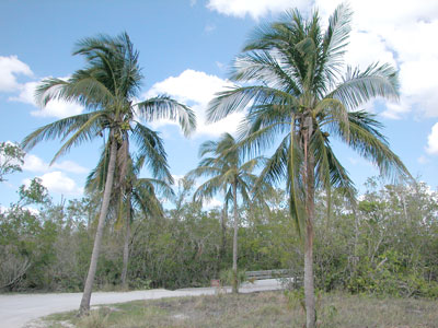 coconut palms on Lover's Key