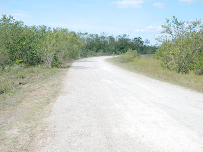 trail through the mangroves on Lover's Key, Florida