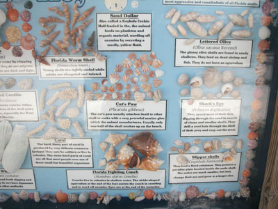 display of shells found on Lover's Key