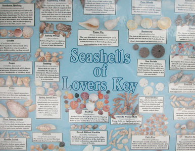 sea shells on Lover's Key Florida