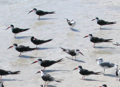 black skimmers, gulls, and terns on Lover's Key beach