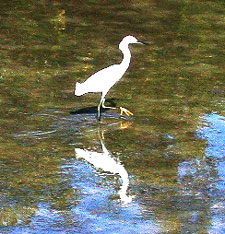 a snowy egret hunts for his dinner on Lover's Key