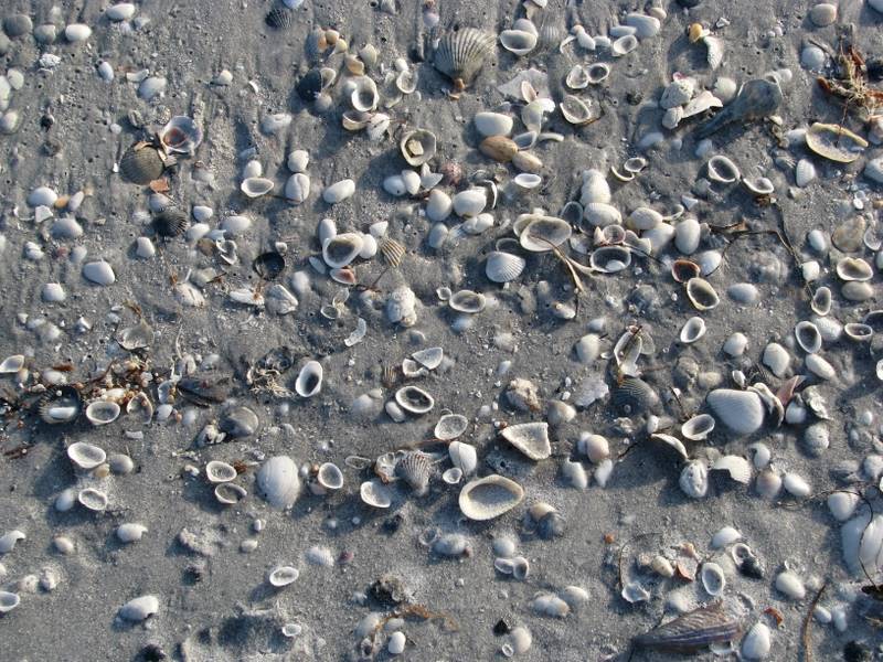 Shells on Palm Island, Florida beaches.
