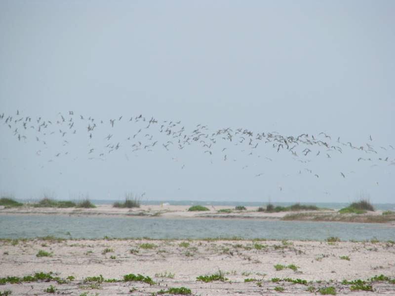 Seabirds on Palm Island, Florida.