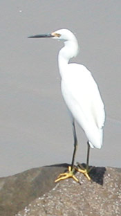 snowy egret photo