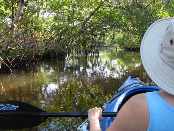 Kayaking on Commodore Creek off Tarpon Bay, Ding Darling Refuge on Sanibel Island, FL