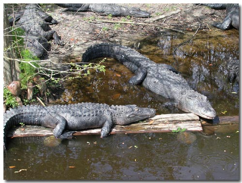 Alligators sunning themselves in Florida.jpg