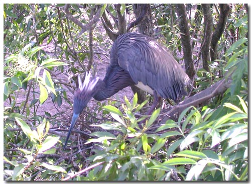 heron building its nest in St. Augustine, FL