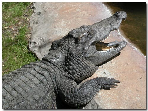 Crocodile with jaws open.jpg