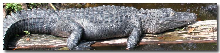 Florida alligator photo.jpg