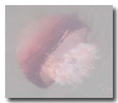 Cannonball jellyfish swimming