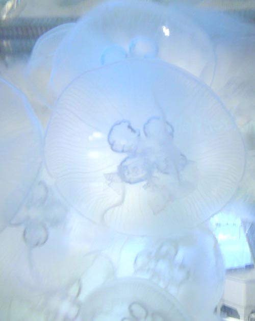 photo of live moon jellyfish
