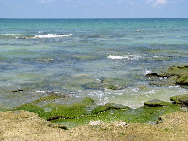 Great snorkeling area at Point-of-Rocks, Siesta Key, Florida.