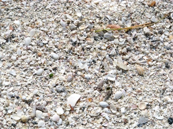 Point-of-Rocks beach shells.