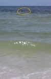 swimmers_too_far_out_6827.jpg (8517 bytes)