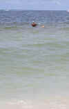 wade_fishing_6828.jpg (9014 bytes)